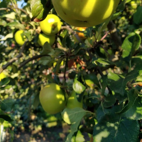 Save the Date: 11.04.2026 - Fachberatung Obstb&auml;ume