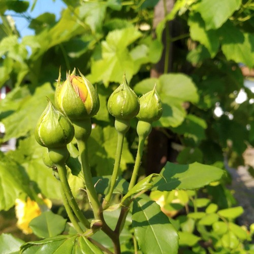 Save the Date: 22.08.2026 - Fachberatersprechstunde Rosen&nbsp;