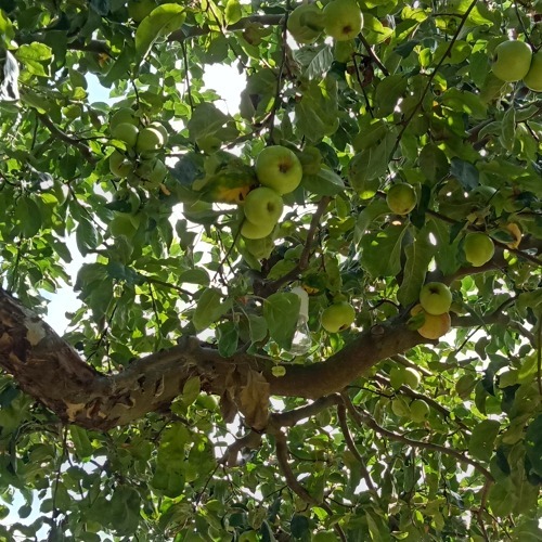 Fachberatung - Obstbaumschnitt