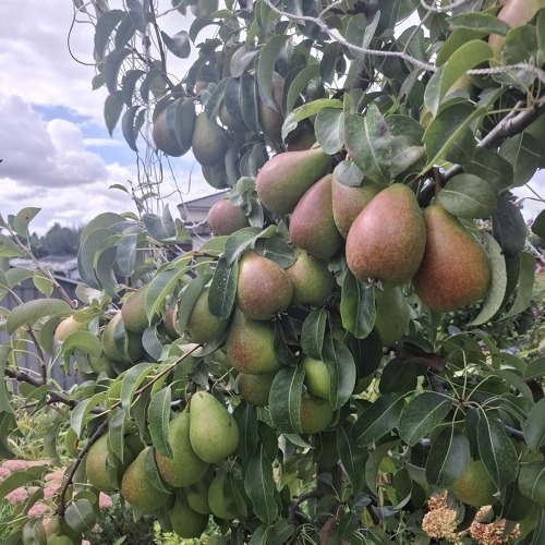 Fachberatung - Obstb&auml;ume